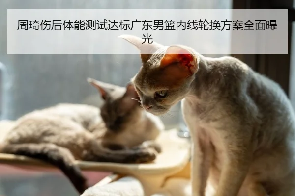 周琦伤后体能测试达标广东男篮内线轮换方案全面曝光